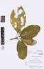 Melicope retusa, AK347034, © Auckland Museum CC BY