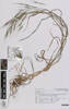 Bromus diandrus, AK354746, © Auckland Museum CC BY