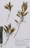 AK358223-a, Olea europaea subsp. africana