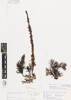 AK333180, Carpophyllum plumosum, Photographed by: Linda Adams, photographer, digital, 10 Apr 2017