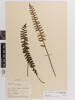 Pellaea falcata, AK115406, © Auckland Museum CC BY