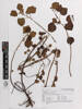 Triumfetta procumbens, AK293565, © Auckland Museum CC BY