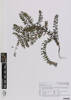 AK354796; Acacia verticillata; Photographed by: Linda Adams; photographer; digital; 25 Jul 2016; © Auckland Museum CC BY