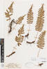 Polypodium vulgare, AK113661, © Auckland Museum CC BY