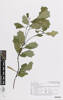 Alseuosmia quercifolia, AK363621, © Auckland Museum CC BY