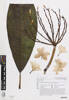 Plumeria rubra, AK365106, © Auckland Museum CC BY