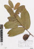 Inocarpus fagifer, AK364300, © Auckland Museum CC BY
