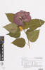 Hibiscus rosa-sinensis, AK365016, © Auckland Museum CC BY
