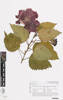 Hibiscus rosa-sinensis, AK365029, © Auckland Museum CC BY