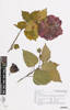 Hibiscus rosa-sinensis, AK365030, © Auckland Museum CC BY