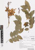 Gliricidia sepium, AK365390, © Auckland Museum CC BY