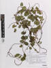 Muehlenbeckia complexa grandifolia, AK368445, © Auckland Museum CC BY