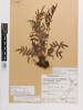 Blechnum novae-zelandiae, AK259900, © Auckland Museum CC BY