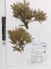 Podocarpus macrophyllus, AK366283, © Auckland Museum CC BY