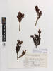 Halocarpus biformis, AK366574, © Auckland Museum CC BY