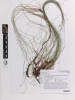 Eleocharis gracilis, AK369028, © Auckland Museum CC BY
