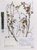 Muehlenbeckia australis, AK369032, © Auckland Museum CC BY