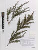 Leptospermum scoparium, AK369043, © Auckland Museum CC BY