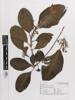 Melicope retusa, AK294095, © Auckland Museum CC BY
