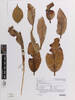Calophyllum inophyllum, AK371901, © Auckland Museum CC BY