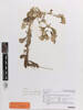 Gamochaeta simplicicaulis, AK369844, © Auckland Museum CC BY