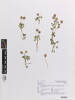 Trifolium fragiferum, AK370401, © Auckland Museum CC BY