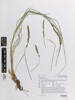 Carex vulpinoidea, AK371877, © Auckland Museum CC BY