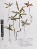 Podocarpus elatus, AK300330, © Auckland Museum CC BY
