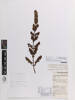 Clinopodium bolivianum, AK368479, © Auckland Museum CC BY