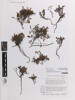 Muehlenbeckia axillaris, AK366016, © Auckland Museum CC BY