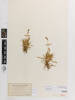 Carex firma, AK96999, © Auckland Museum CC BY