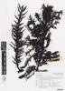 AK363519, Carpophyllum maschalocarpum, Photographed by: Linda Adams, photographer, digital, 08 Mar 2017, © Auckland Museum CC BY