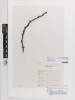 Robinia viscosa, AK376509, © Auckland Museum CC BY