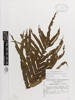Blechnum novae-zelandiae, AK159079, © Auckland Museum CC BY
