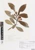 Alseuosmia macrophylla, AK364119, © Auckland Museum CC BY
