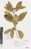 Pittosporum undulatum, AK364756, © Auckland Museum CC BY