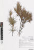 Dracophyllum trimorphum, AK365351, © Auckland Museum CC BY