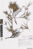 Dracophyllum trimorphum, AK365354, © Auckland Museum CC BY