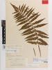 Asplenium bulbiferum A. obtusatum G.Forst., AK211007, © Auckland Museum CC BY