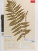 Asplenium bulbiferum A. obtusatum G.Forst., AK211008, © Auckland Museum CC BY