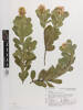 Callistachys lanceolata, AK237588, © Auckland Museum CC BY