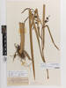 Sparganium erectum erectum, AK95500, © Auckland Museum CC BY