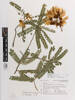 Sophora chathamica, AK229361, © Auckland Museum CC BY