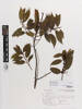 Ilex corallina, AK180168, © Auckland Museum CC BY