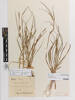 Carex punctata, AK97161, © Auckland Museum CC BY