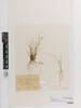Carex leptalea leptalea, AK97188, © Auckland Museum CC BY