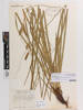 Carex wahuensis robusta; AK173786; © Auckland Museum CC BY
