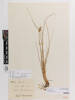Carex nubigena; AK97535; © Auckland Museum CC BY