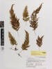 Hymenophyllum frankliniae, AK166513, © Auckland Museum CC BY
