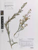 Erigeron bonariensis, AK372846, © Auckland Museum CC BY